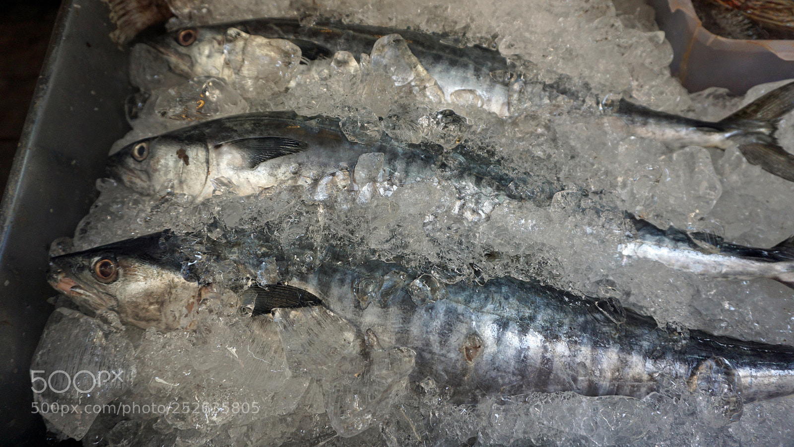 Sony a6000 sample photo. Fresh fish photography