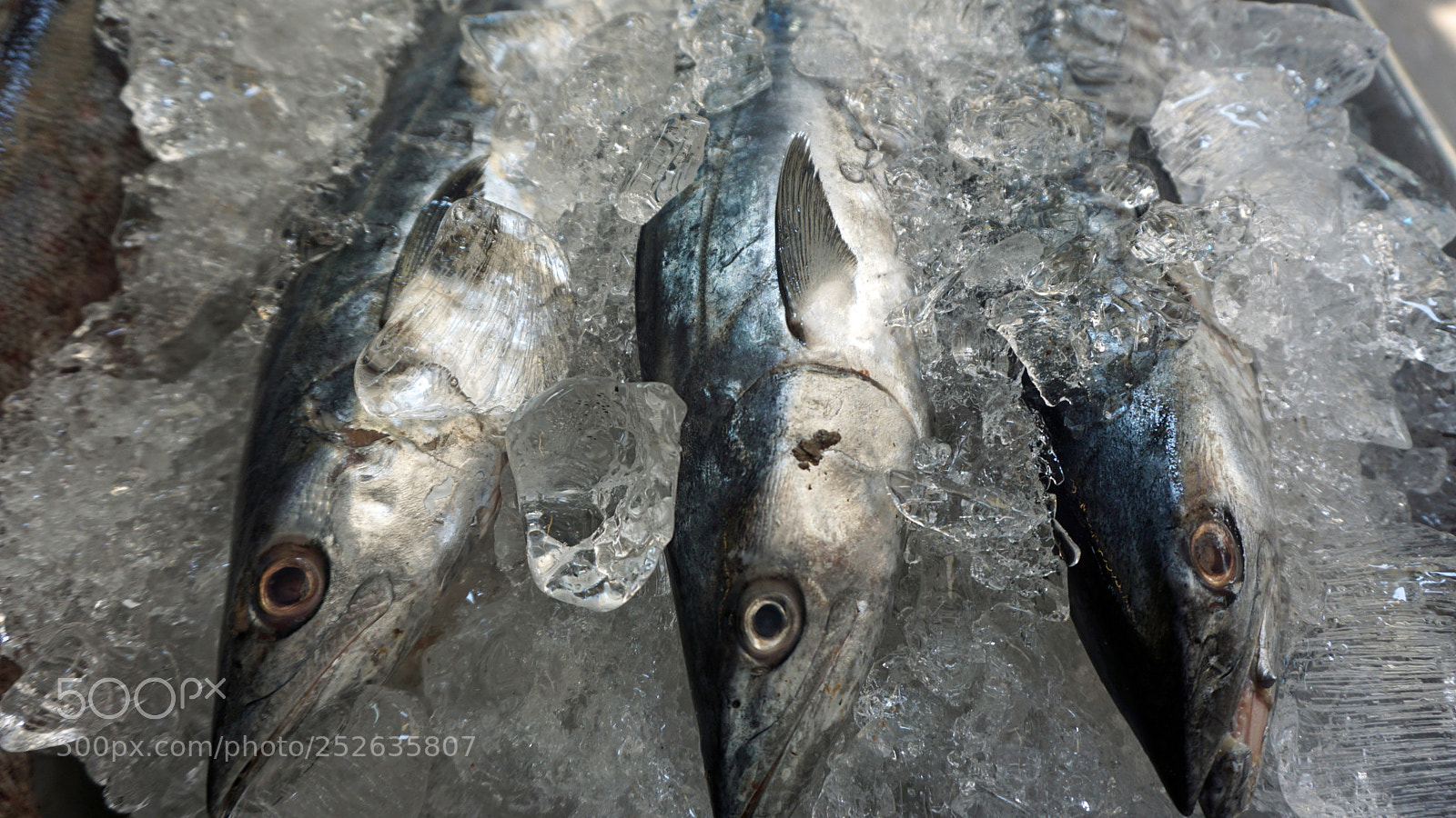 Sony a6000 sample photo. Fresh fish photography