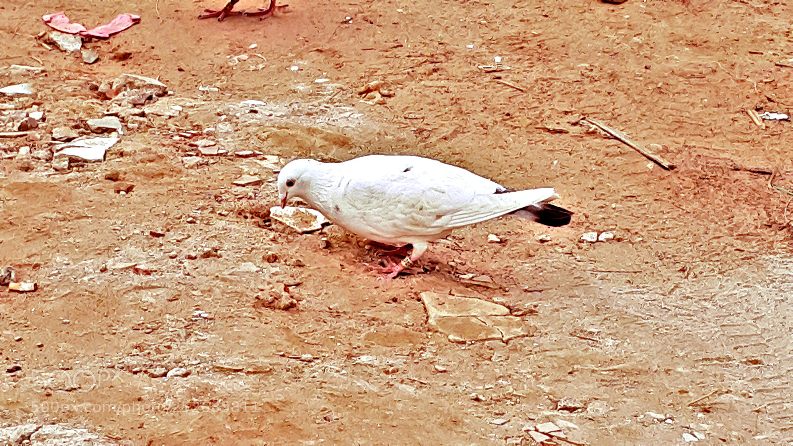 Samsung Galaxy Note4 sample photo. Dove of peace photography