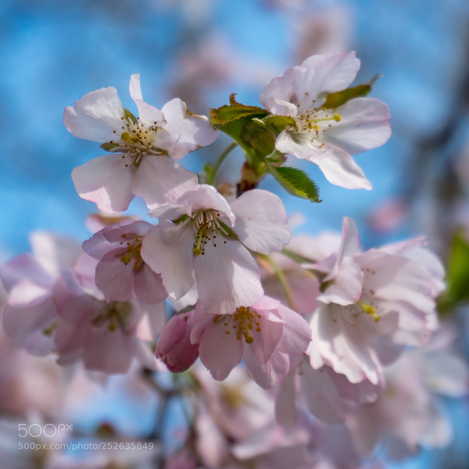 Sony a6300 sample photo. Blossoming cherry tree photography