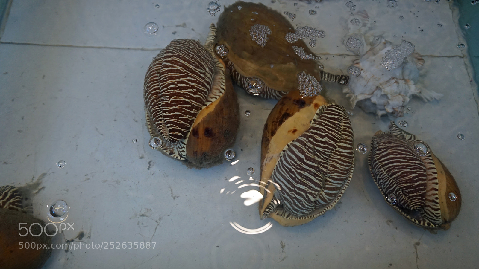 Sony a6000 sample photo. Fresh seafood photography