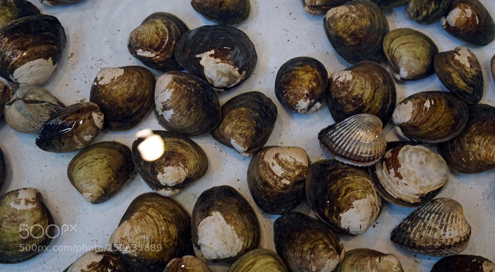 Sony a6000 sample photo. Fresh seafood photography