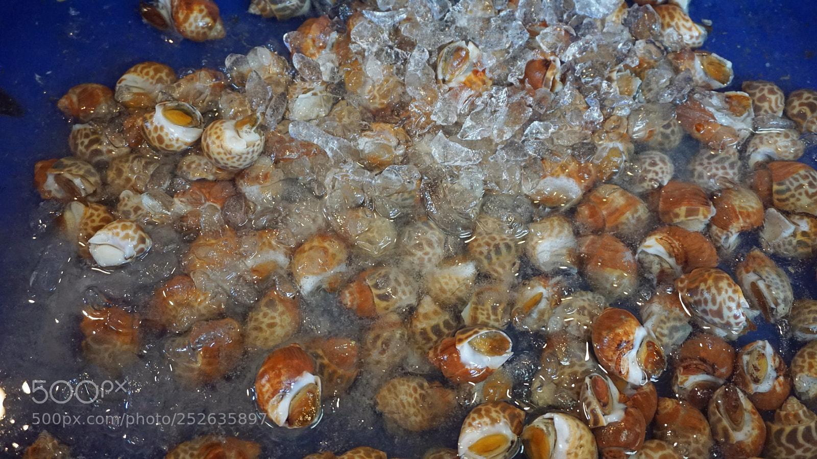 Sony a6000 sample photo. Fresh seafood photography