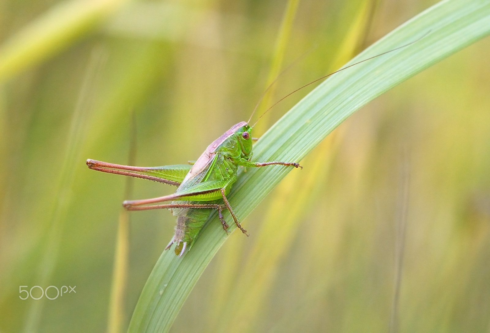 Nikon AF Micro-Nikkor 60mm F2.8D sample photo. **** photography