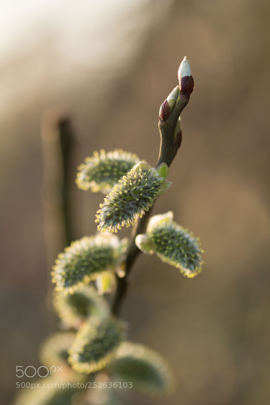 Canon EOS 700D (EOS Rebel T5i / EOS Kiss X7i) sample photo. Spring photography