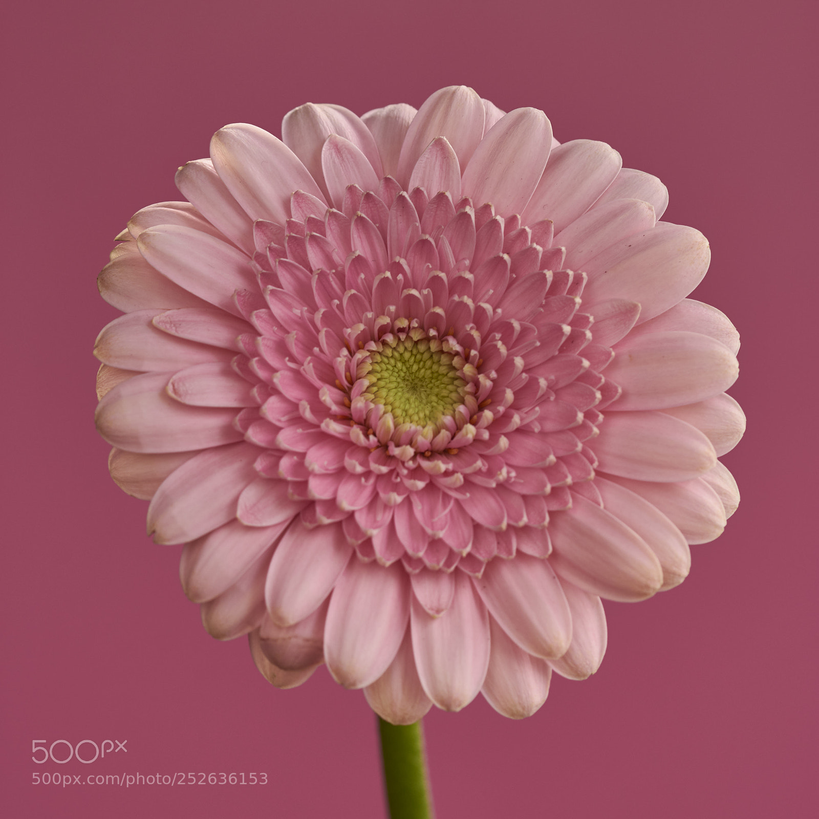 Nikon D7200 sample photo. Pink photography