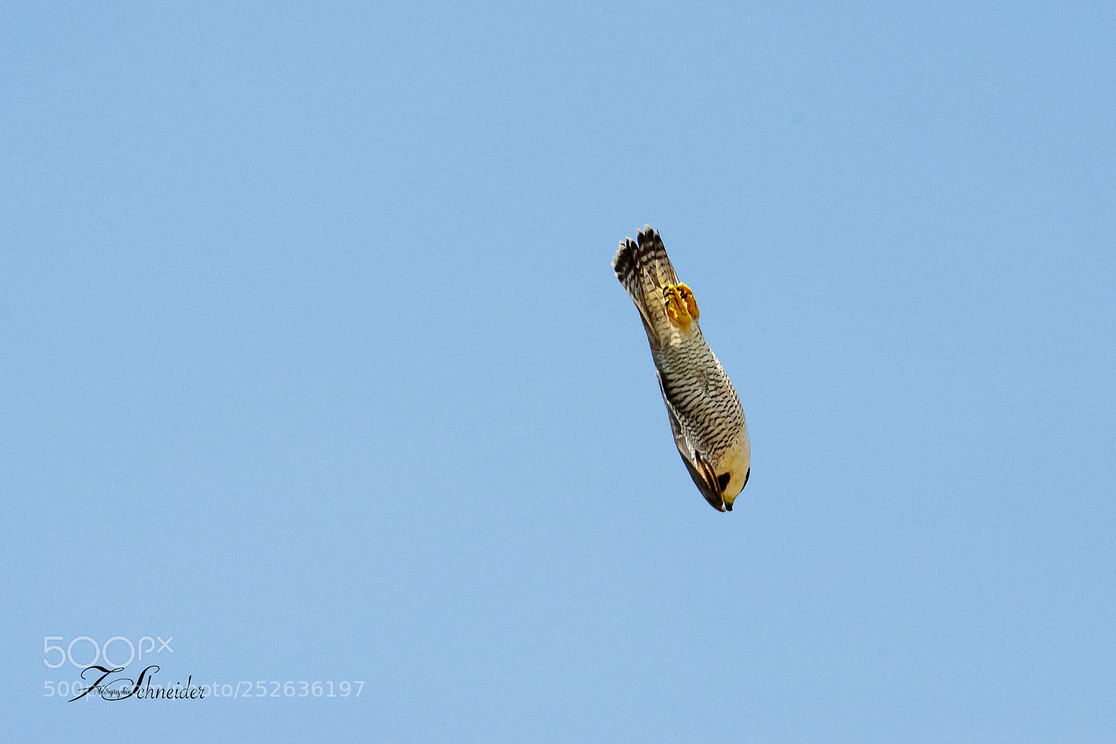 Canon EOS-1D X Mark II sample photo. Very high speed photography