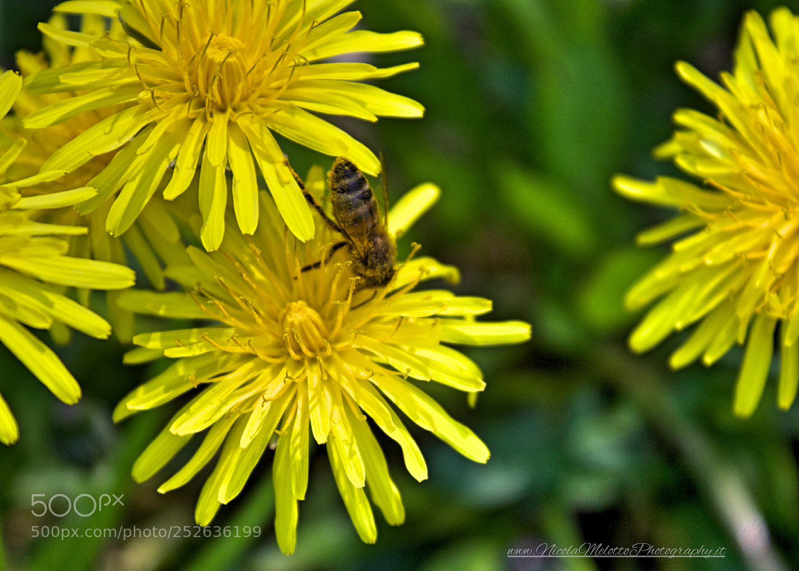 Canon EOS 760D (EOS Rebel T6s / EOS 8000D) sample photo. Flowers  photography
