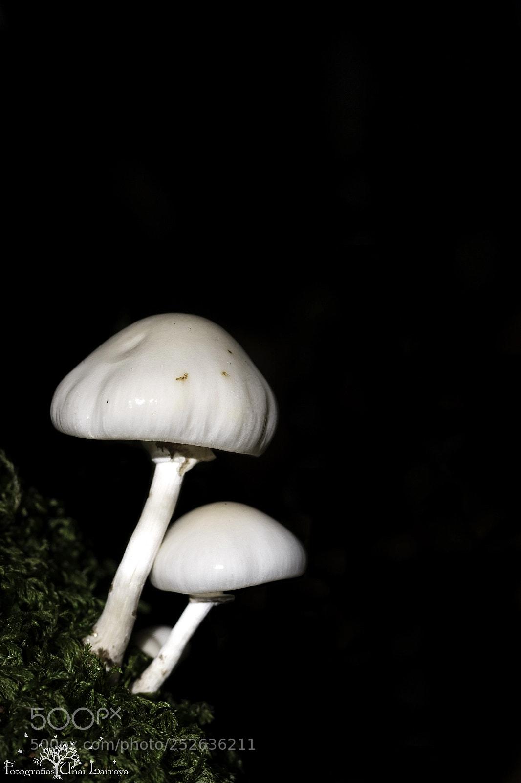 Canon EOS 7D Mark II sample photo. Oudemansiella mucida. photography