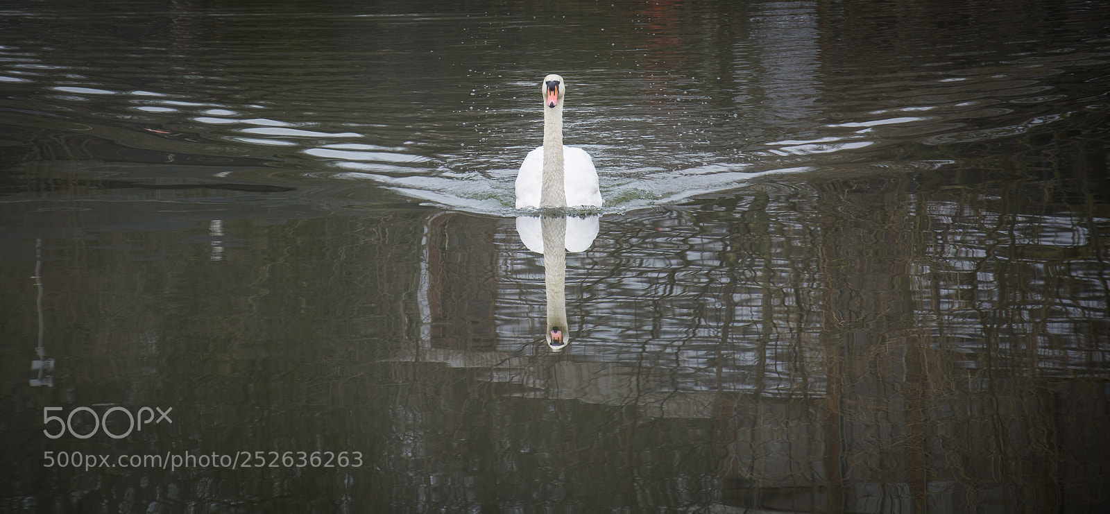 Nikon D7100 sample photo. Swan photography