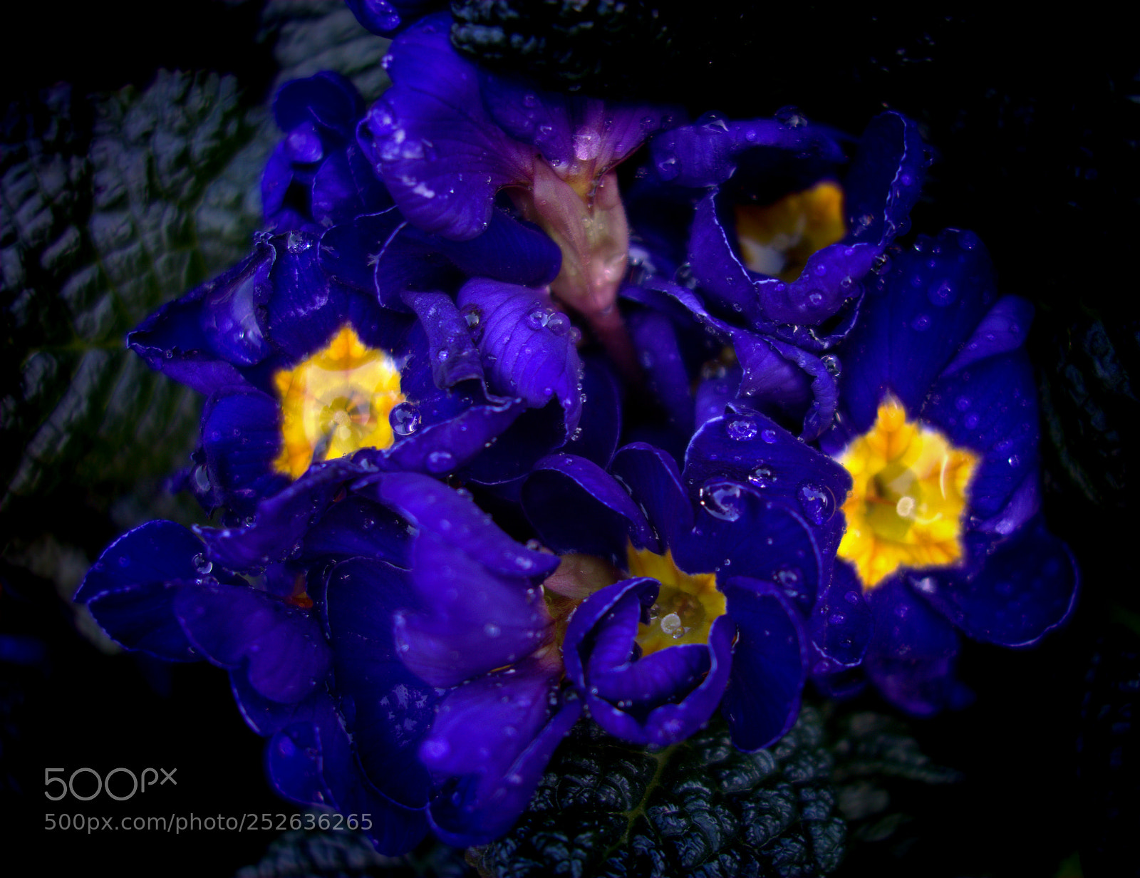 Sony Cyber-shot DSC-RX100 sample photo. Violets photography