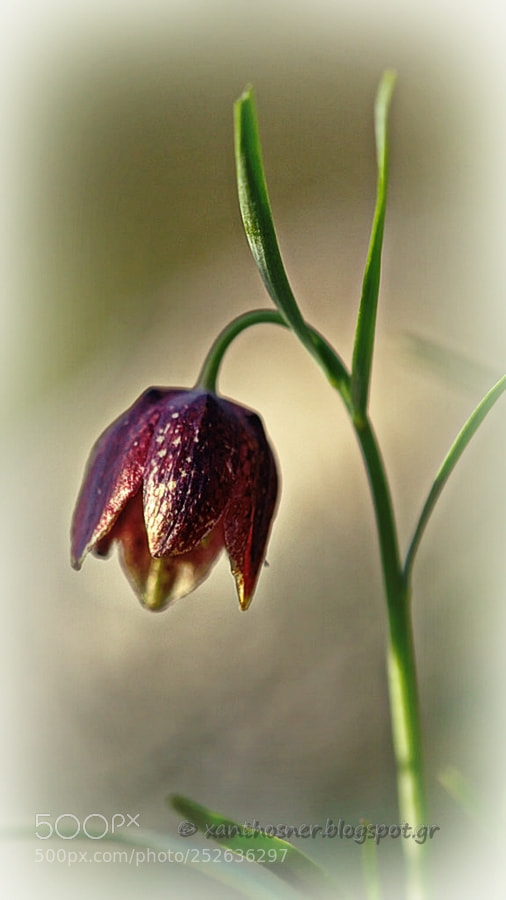 Canon EOS 60D sample photo. Fritillaria photography