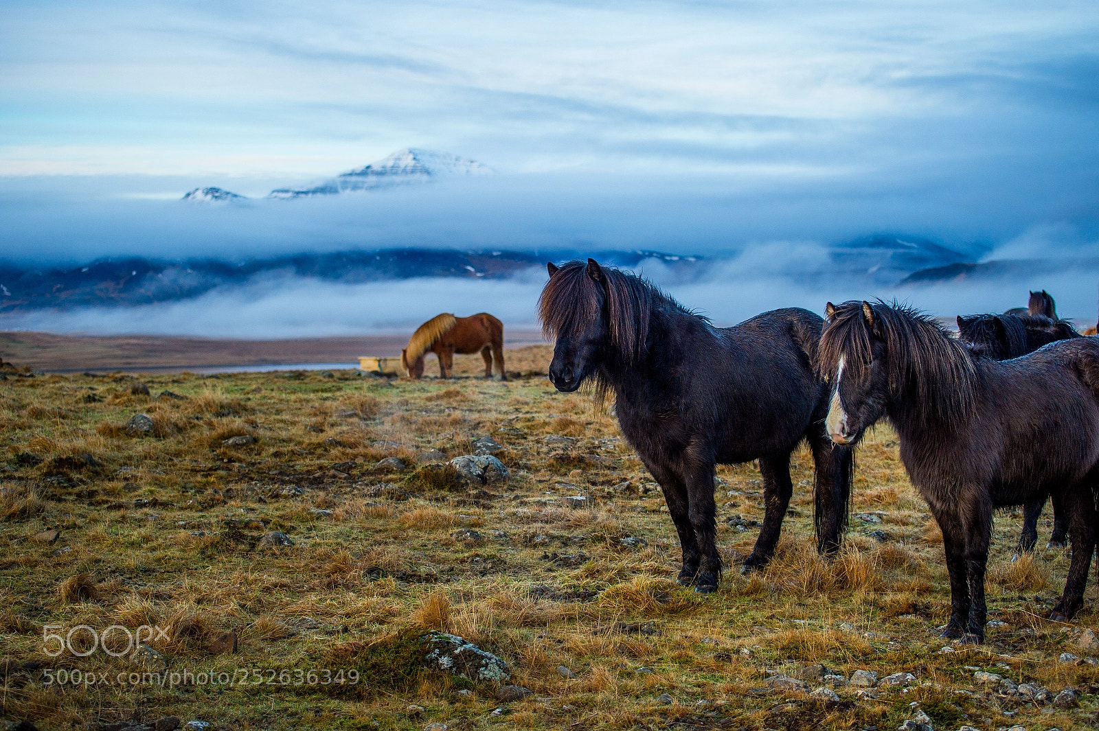 Nikon Df sample photo. Horse#4 photography