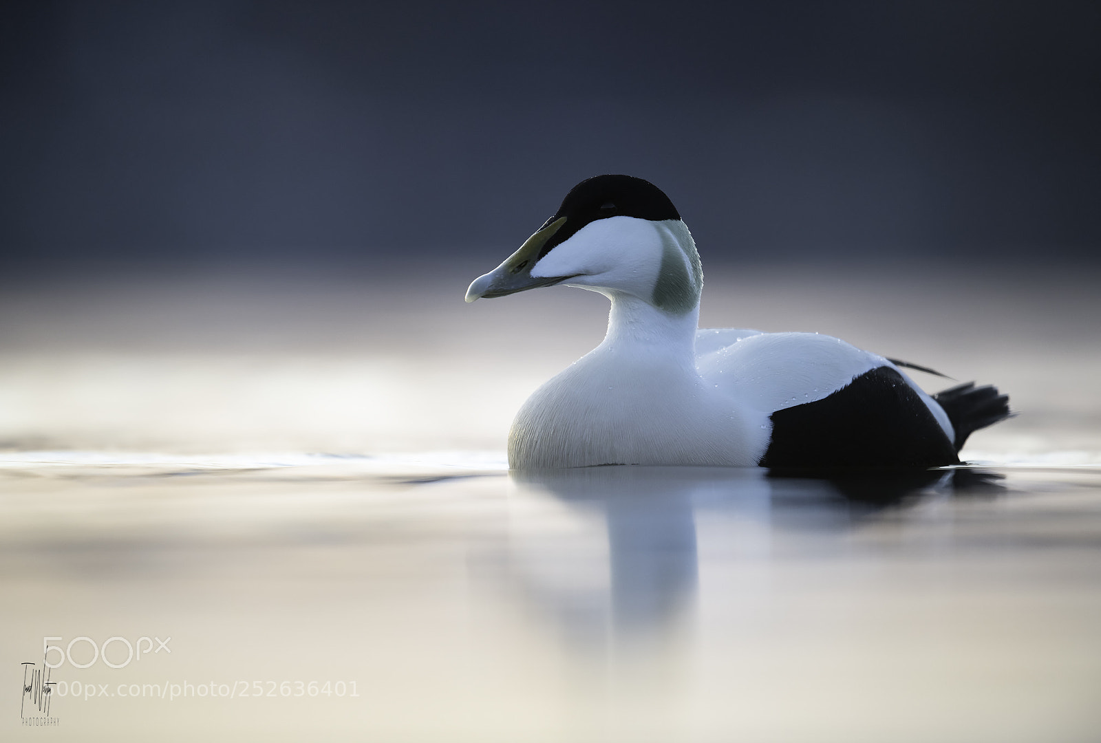 Nikon D850 sample photo. Common eider photography