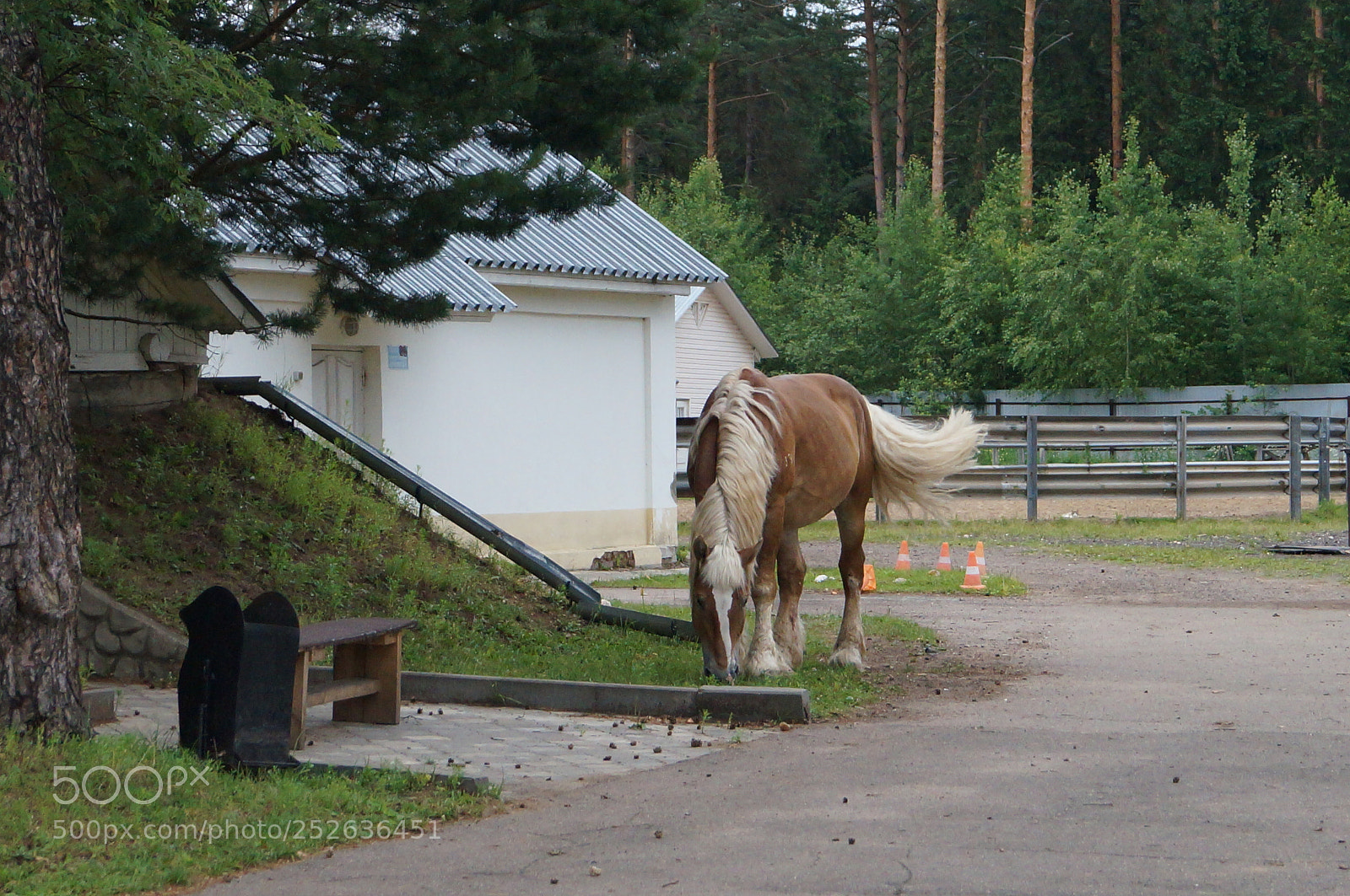 Sony SLT-A57 sample photo. Untitled photography