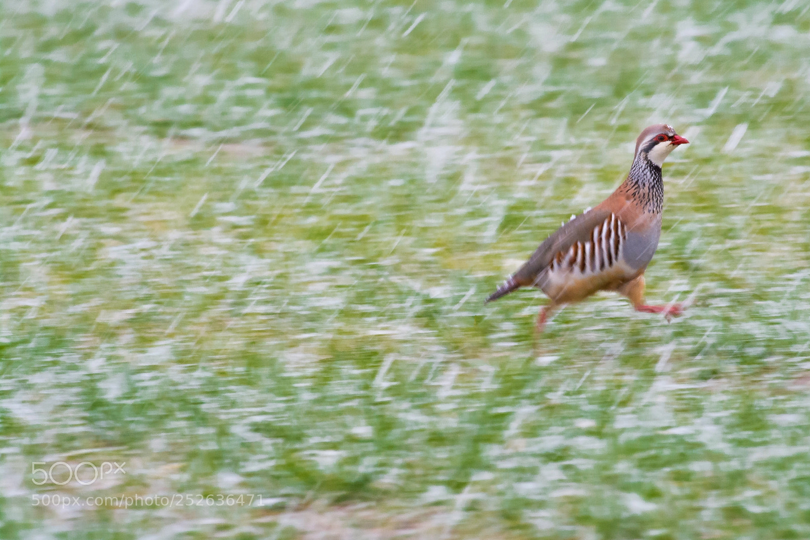 Nikon D7100 sample photo. Running partridge photography