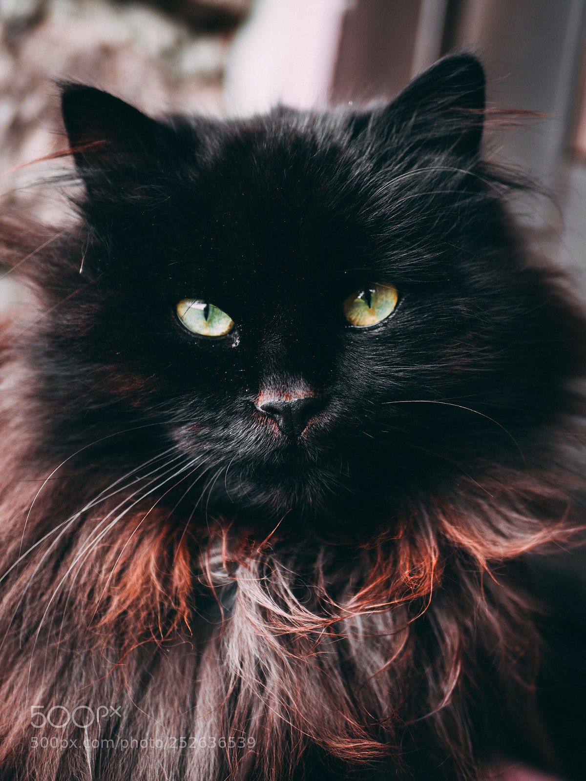 Olympus OM-D E-M10 II sample photo. Fur photography