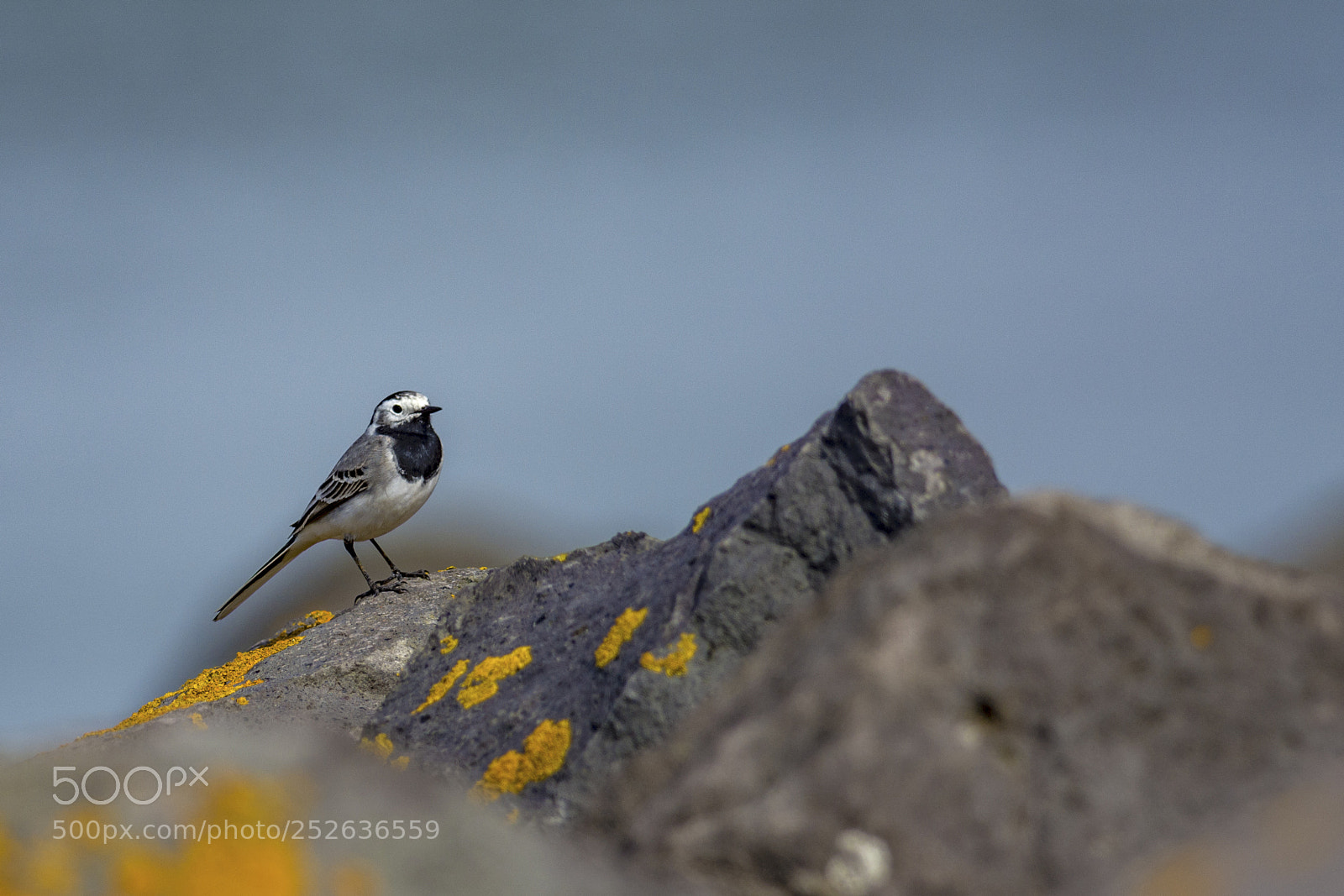 Nikon D7100 sample photo. White wagtail (motacilla alba) photography