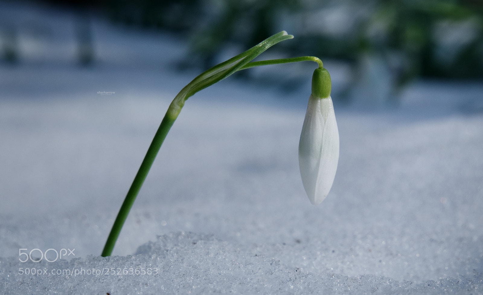 Panasonic Lumix DMC-G7 sample photo. The return of spring photography