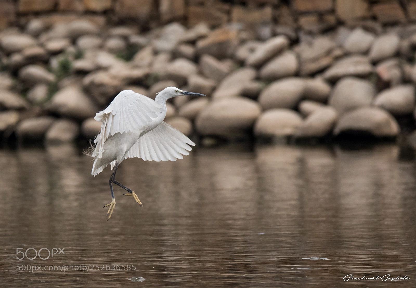 Canon EOS 7D Mark II sample photo. Landing egret photography