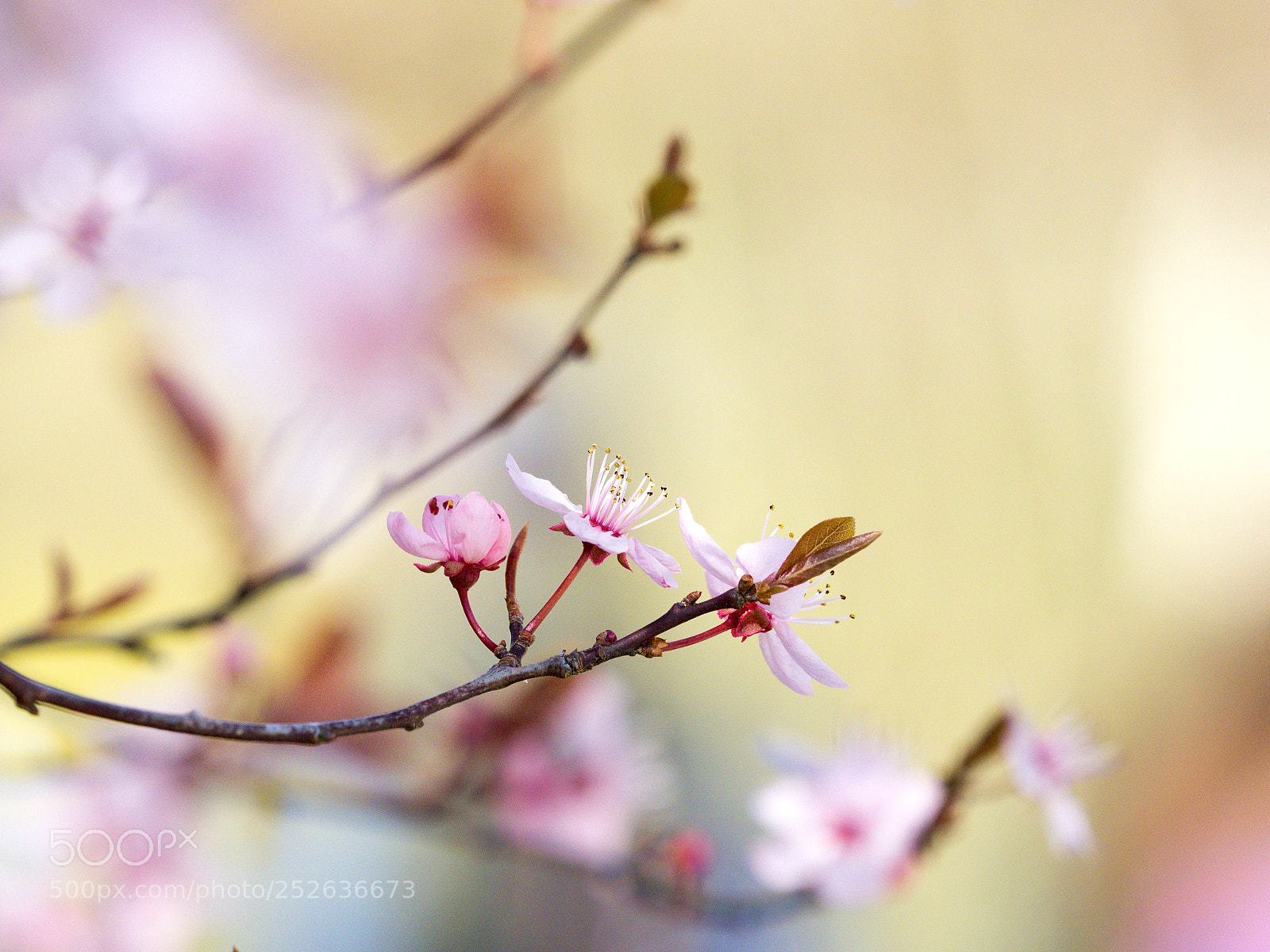 Olympus OM-D E-M1 sample photo. Blüte photography