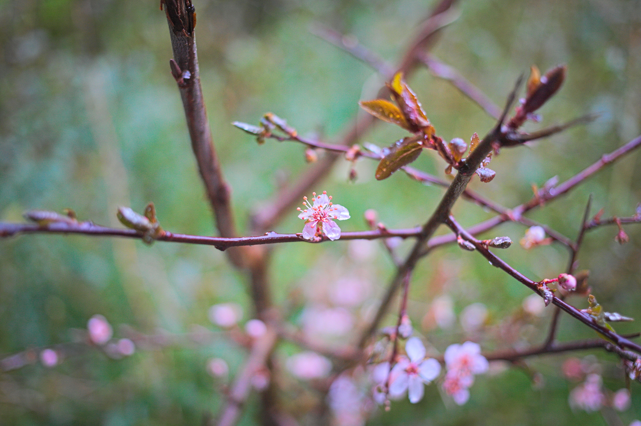 Canon EOS 5D + Canon EF 40mm F2.8 STM sample photo. Hawthorn blossom during spring photography