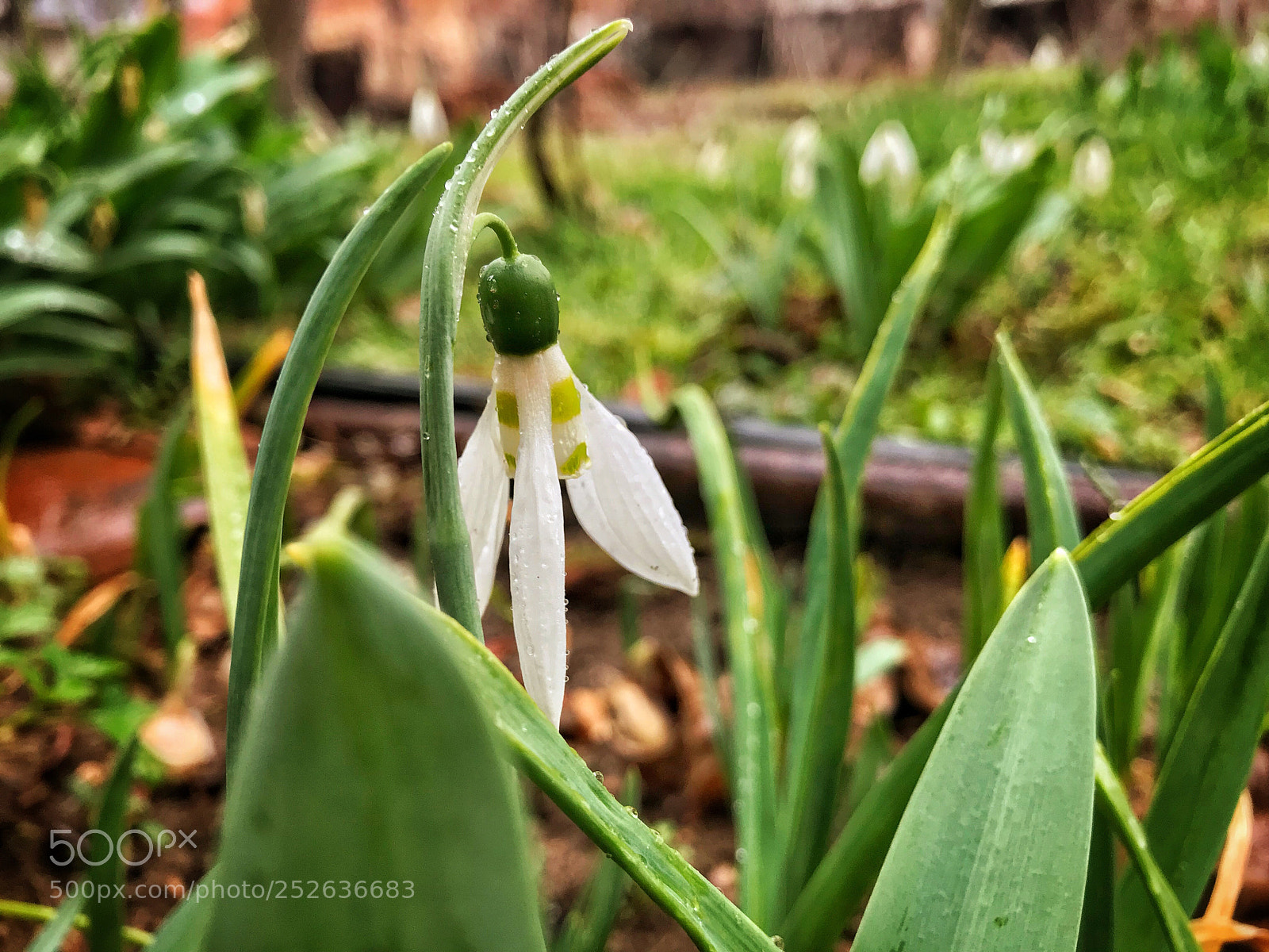 Apple iPhone 7 Plus sample photo. Snowdrop photography