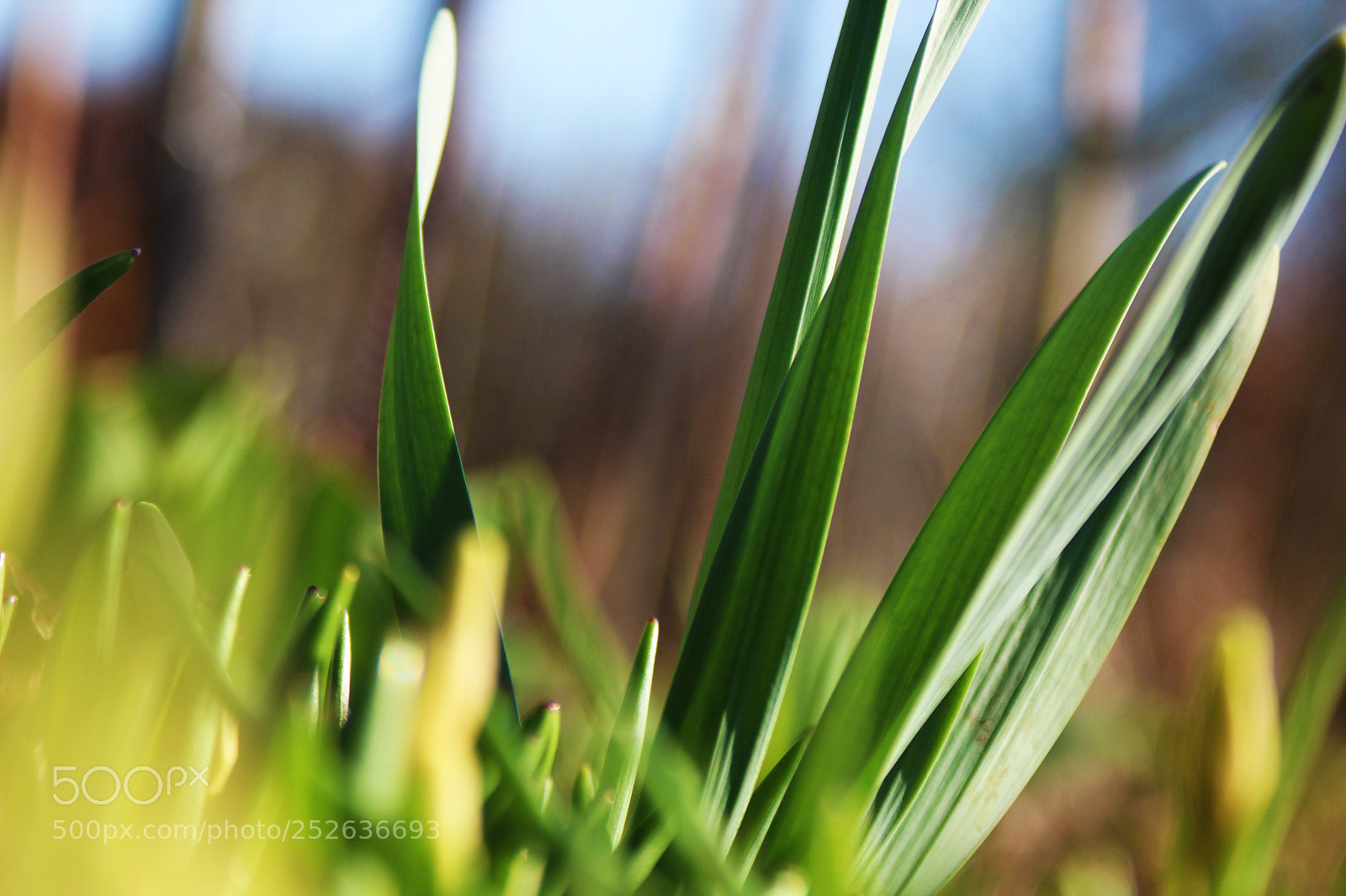 Canon EOS 1200D (EOS Rebel T5 / EOS Kiss X70 / EOS Hi) sample photo. Green, brown & blue photography