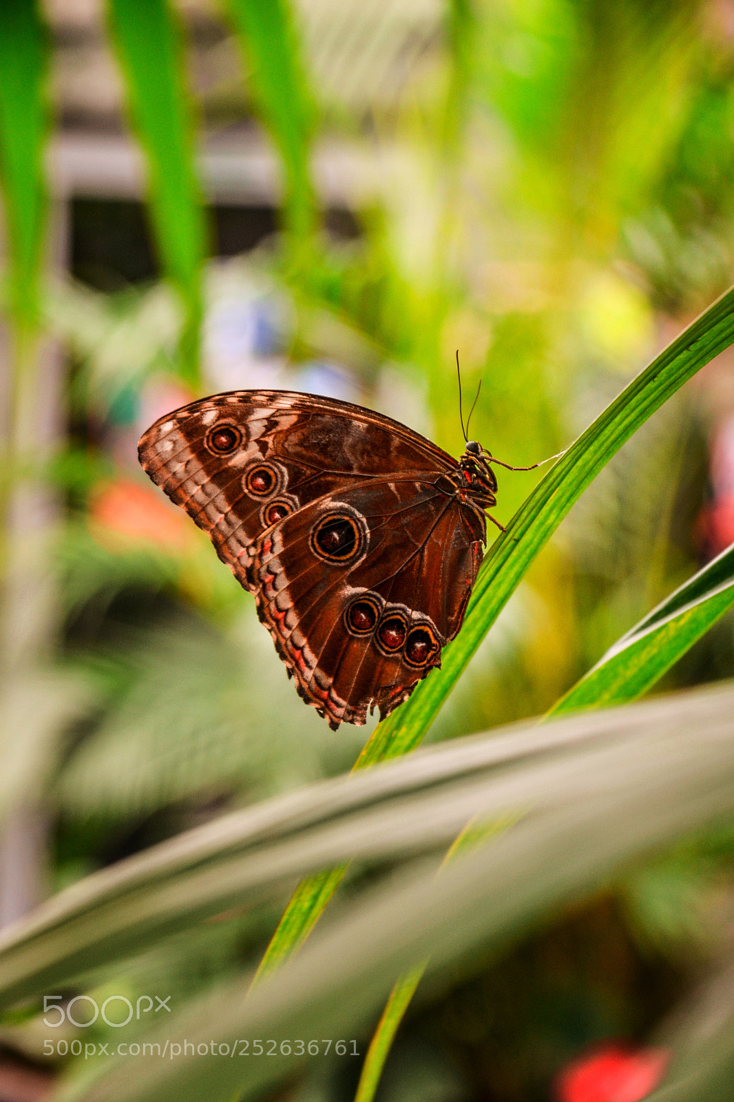 Nikon D3100 sample photo. Colorful butterfly on leaf photography