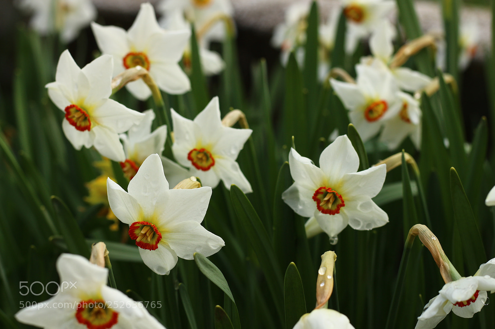 Canon EOS 700D (EOS Rebel T5i / EOS Kiss X7i) + Canon EF 50mm F1.8 STM sample photo. Spring in mehehedin i photography