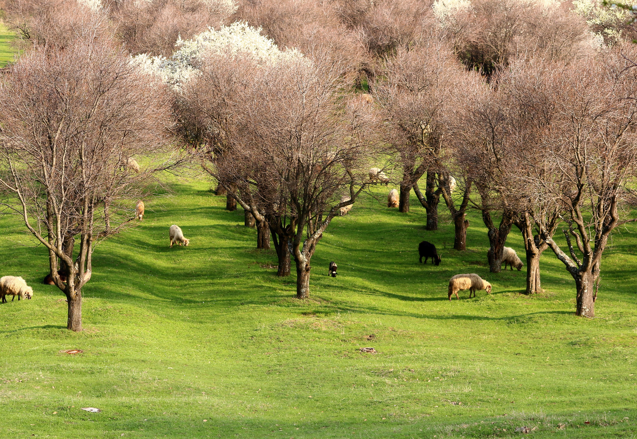 Canon EOS 700D (EOS Rebel T5i / EOS Kiss X7i) sample photo. Spring in mehehedinți county-romania photography