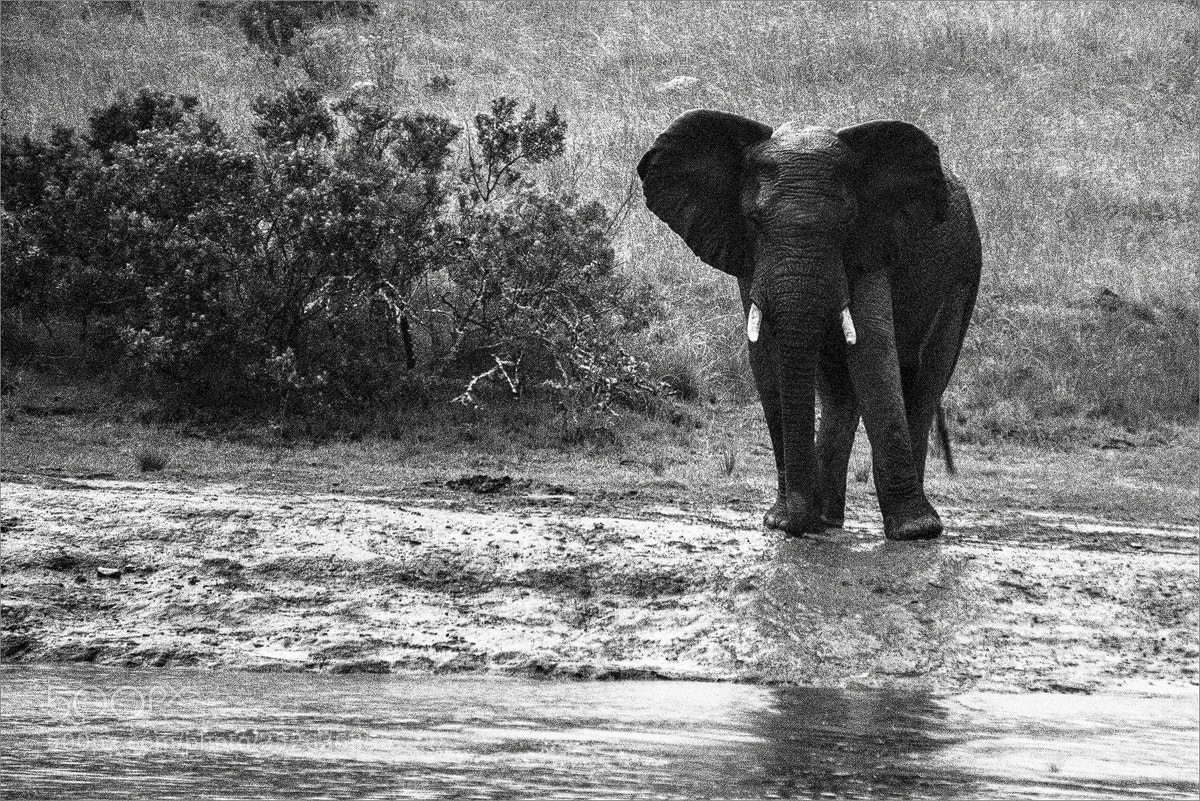 Sony a6000 sample photo. Dieser elephantenbulle stampfte w photography