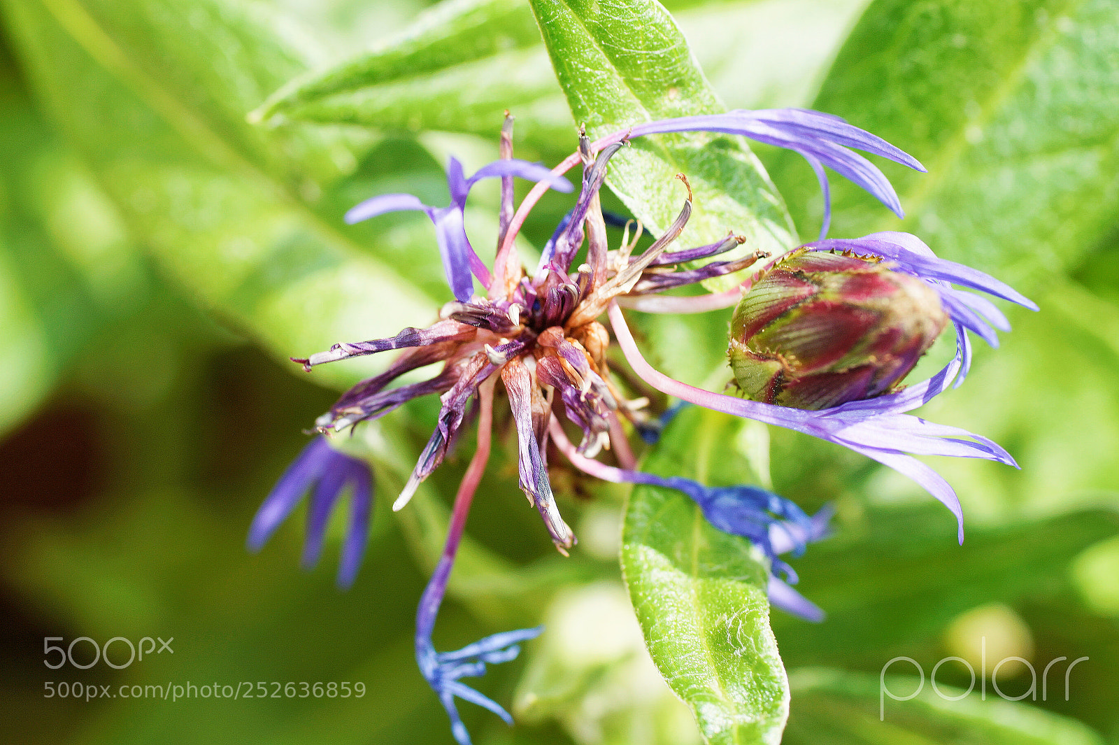 Sony SLT-A58 sample photo. Fleurs.jpg photography