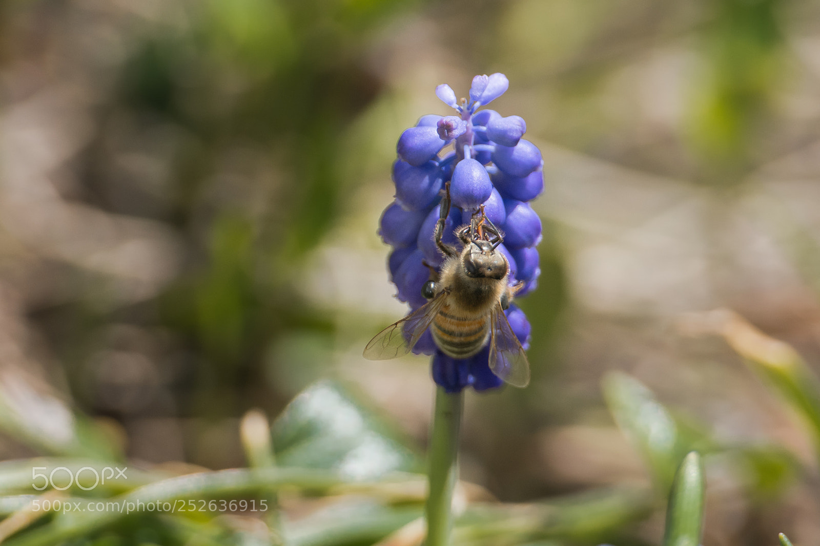 Nikon D500 sample photo. Catching food photography