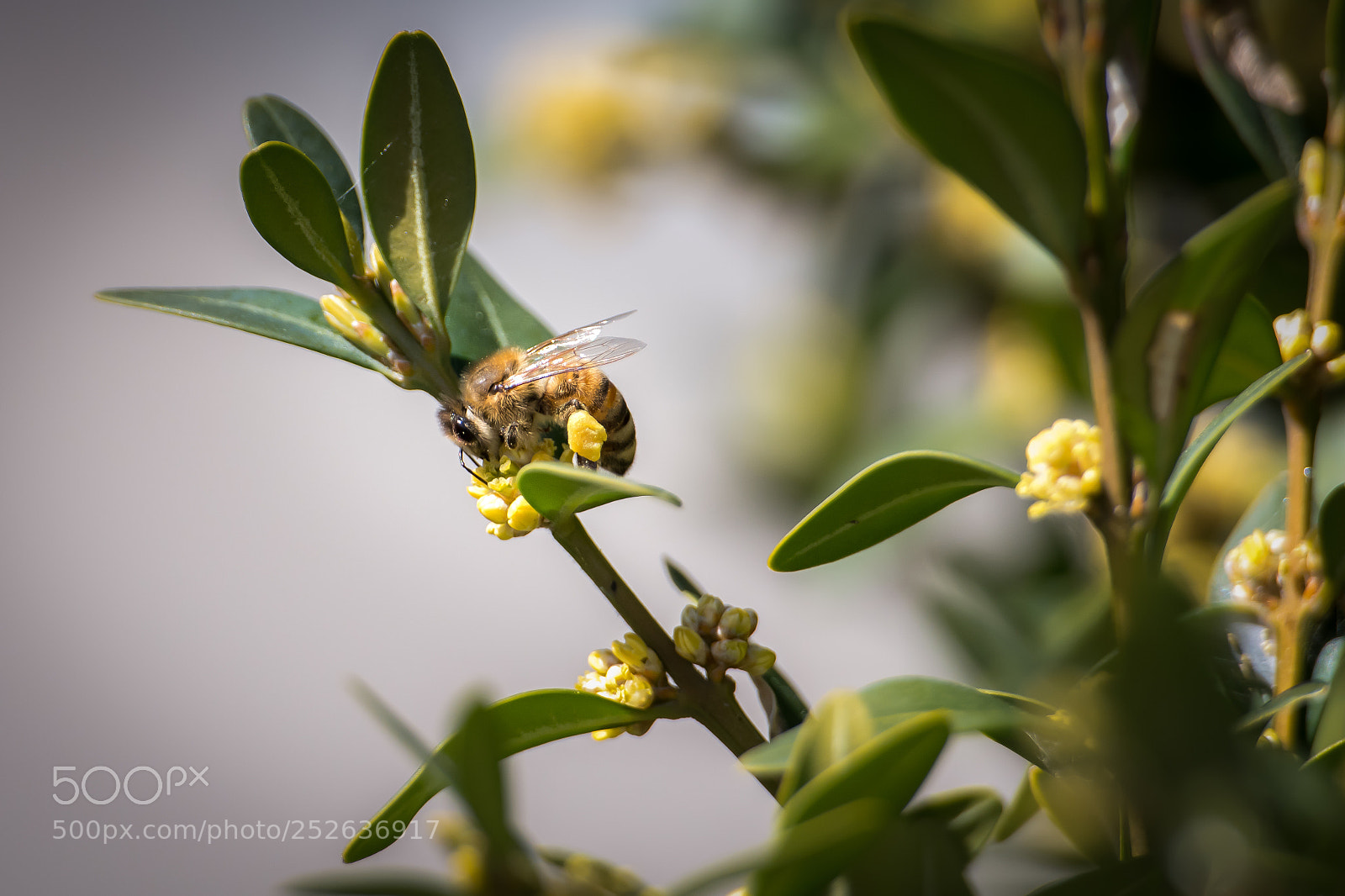 Nikon D500 sample photo. To bee or not photography