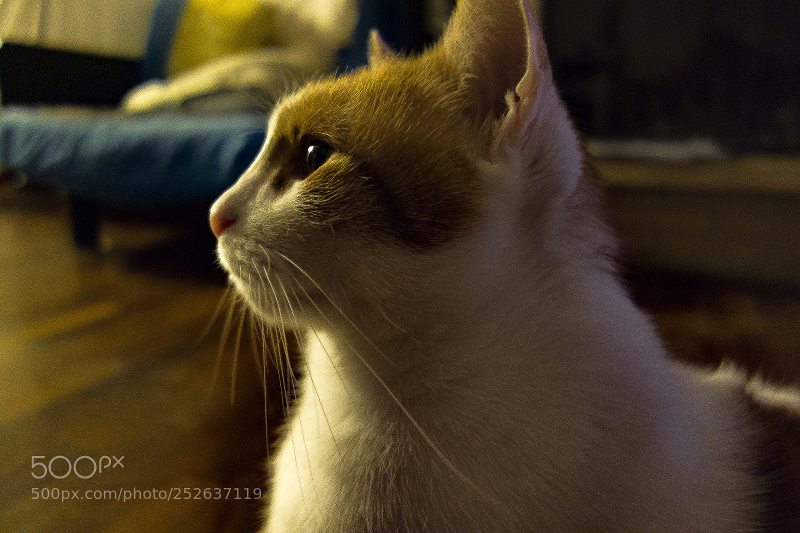 Sony Cyber-shot DSC-RX100 sample photo. Cat photography