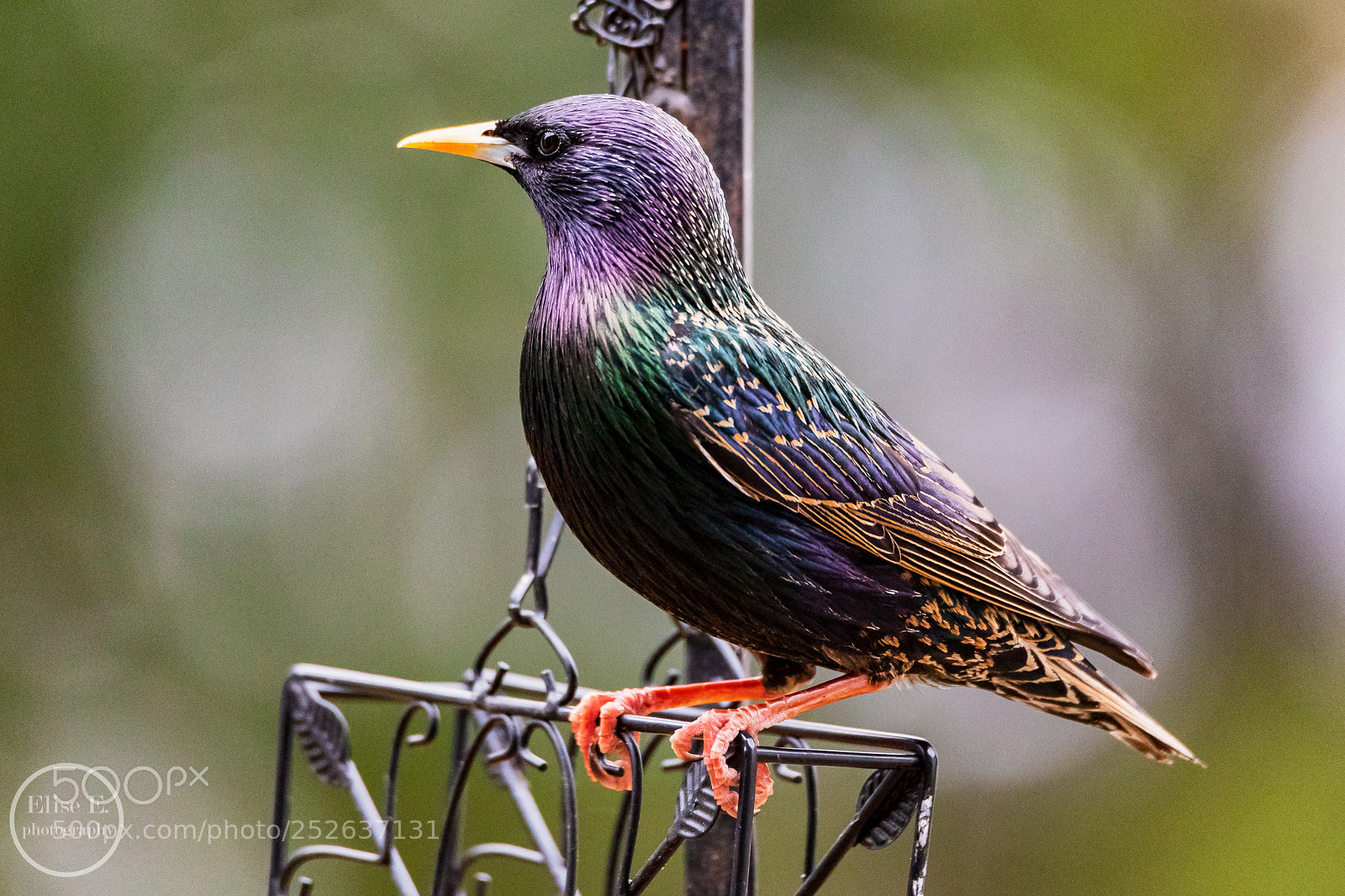 Canon EOS 6D Mark II sample photo. Starling photography