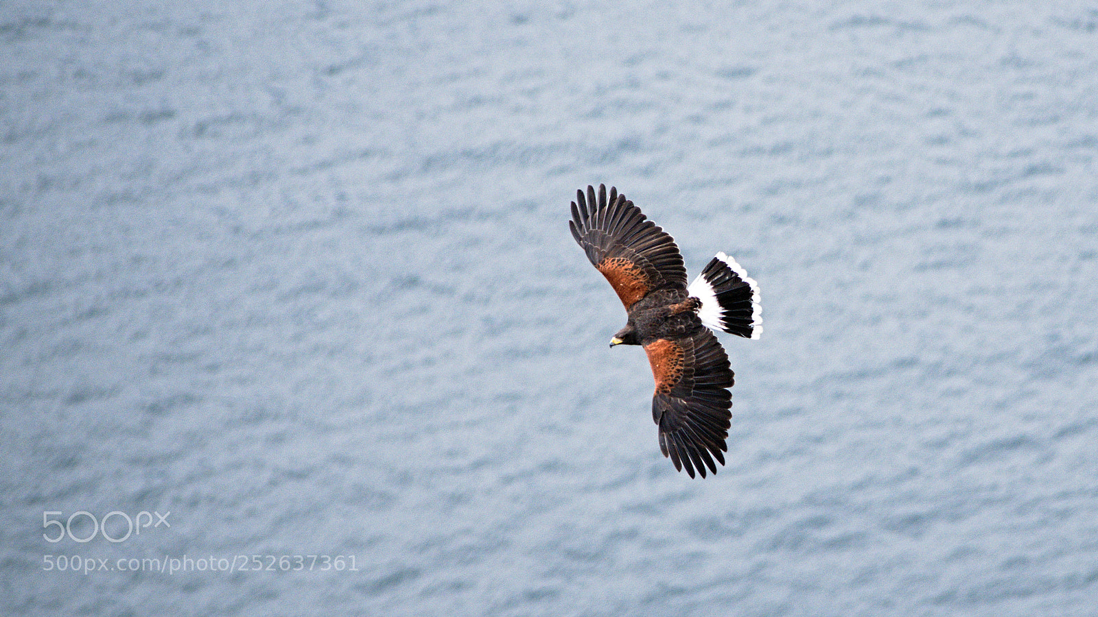 Pentax K-S2 sample photo. Harris's buzzard poiana di photography