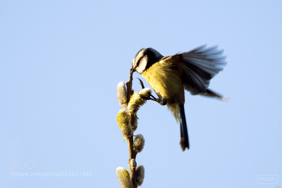 Nikon D7500 sample photo. 071 flying photography