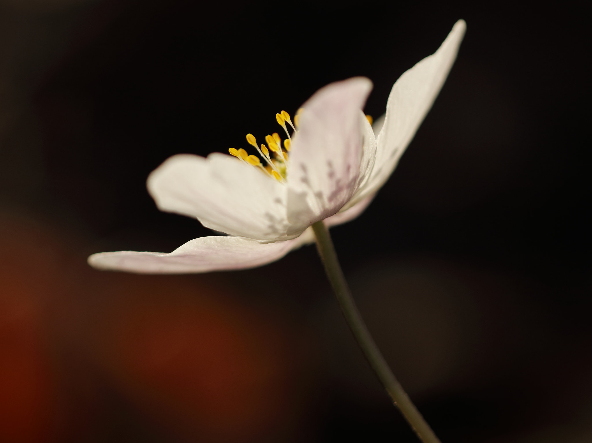 Canon EOS 80D sample photo. Anemone photography