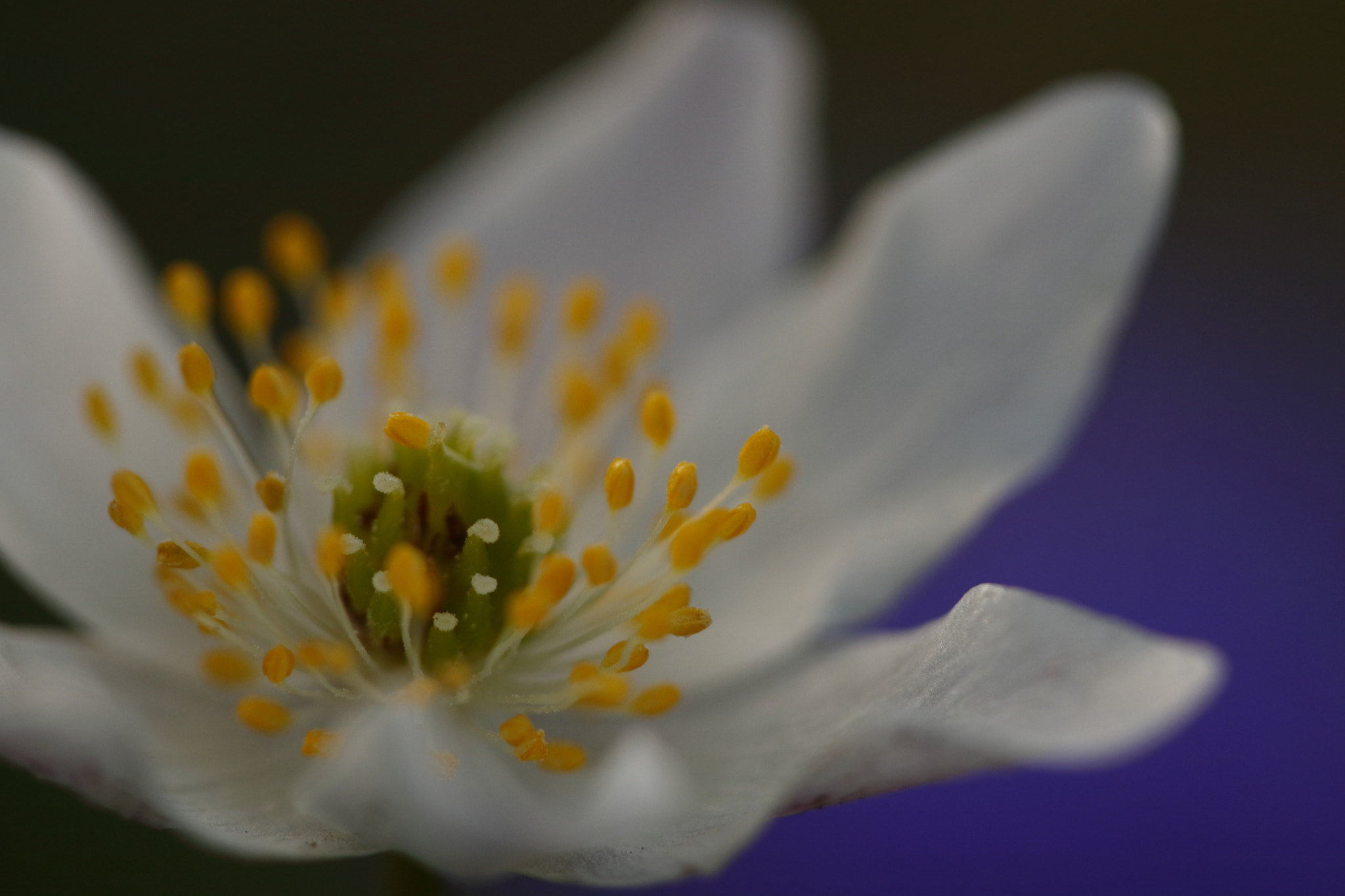 Sigma APO Macro 150mm f/2.8 EX DG HSM sample photo. Anemone photography