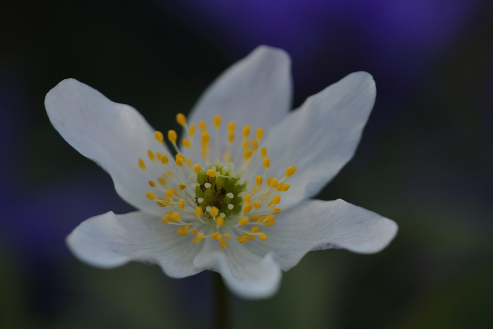 Sigma APO Macro 150mm f/2.8 EX DG HSM sample photo. Anemone photography