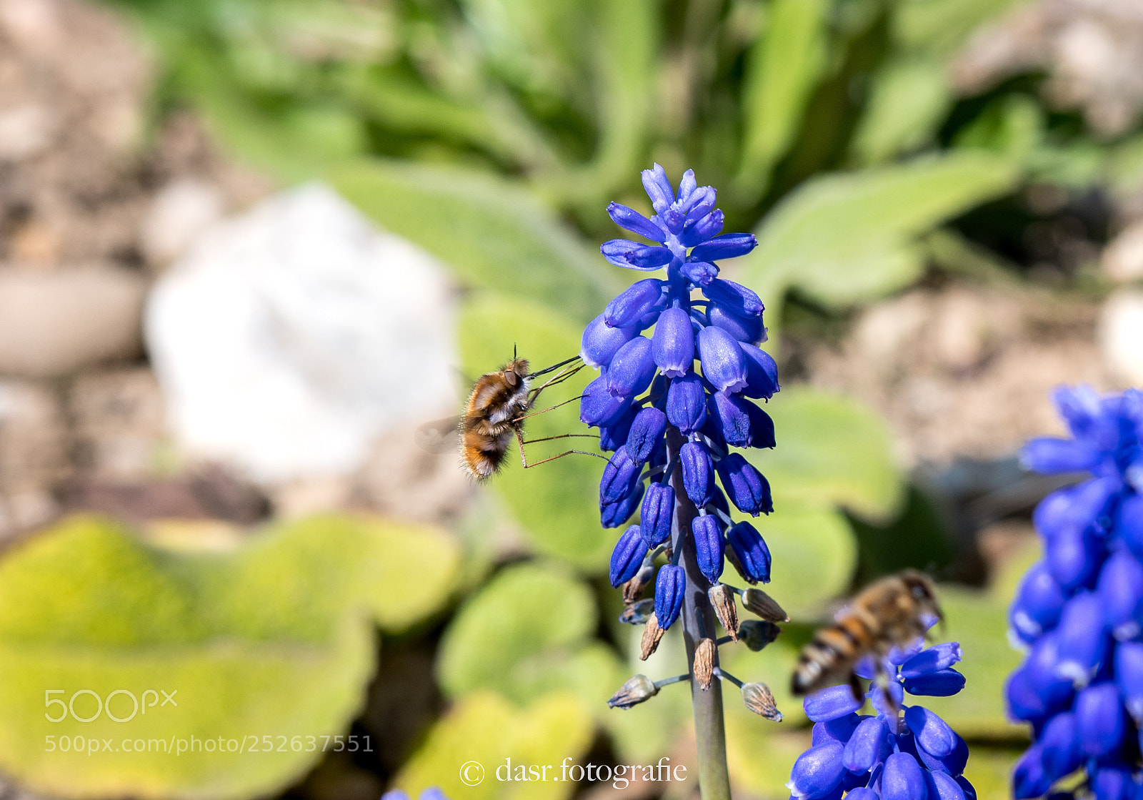 Nikon D500 sample photo. Who are you? photography