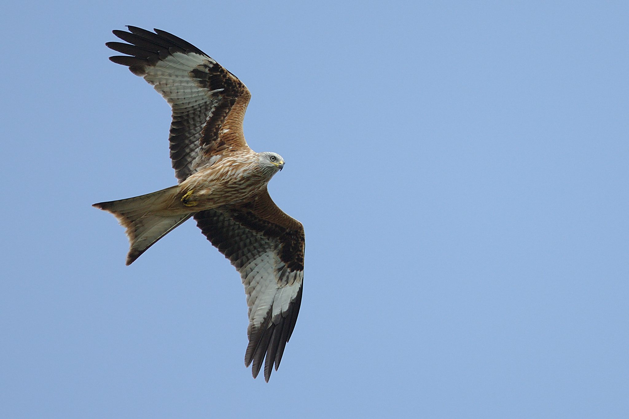 Canon EOS-1D X + Canon EF 300mm F2.8L IS II USM sample photo. Milan heron ragondin photography