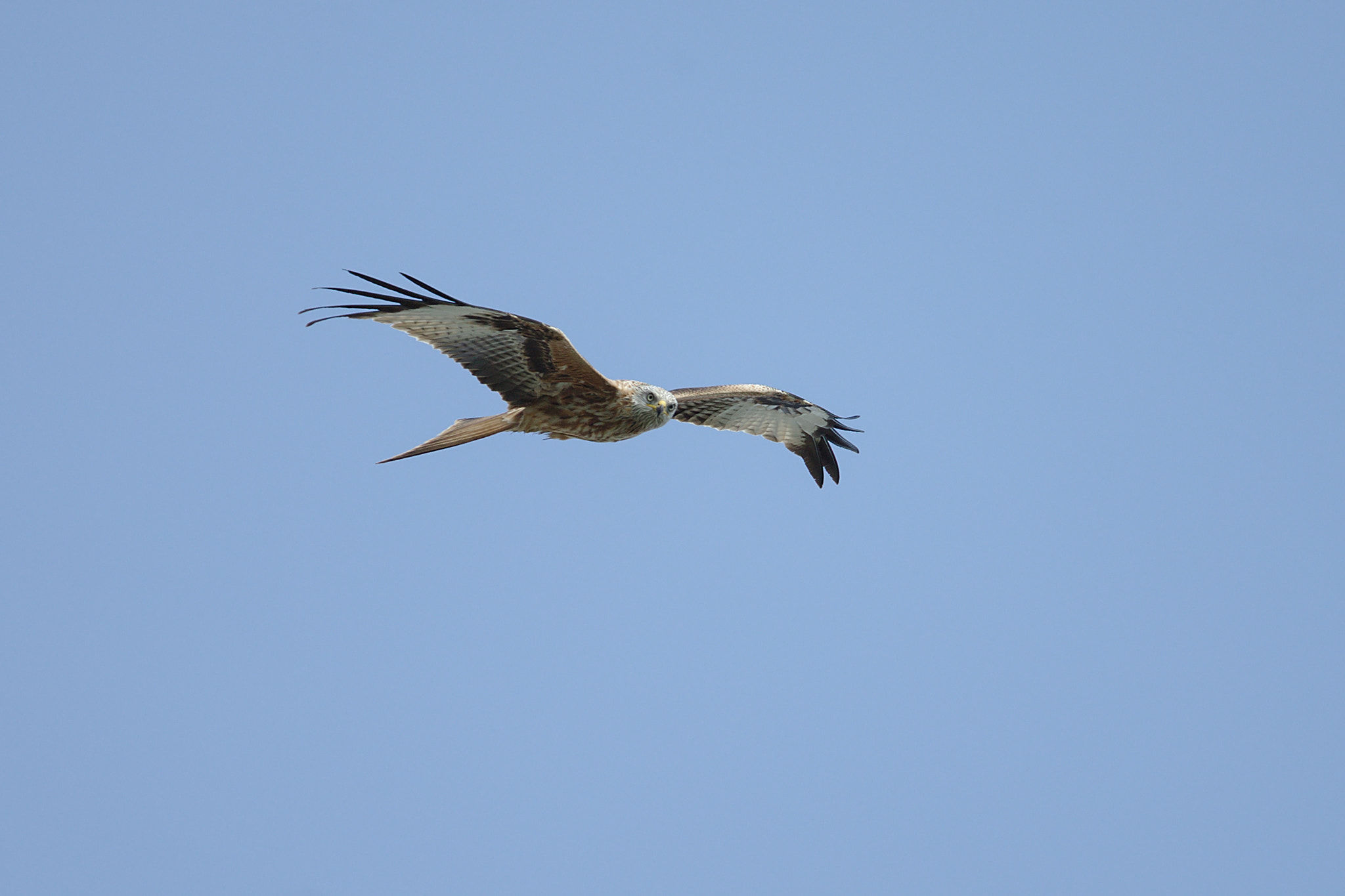 Canon EOS-1D X + Canon EF 300mm F2.8L IS II USM sample photo. Milan heron ragondin photography