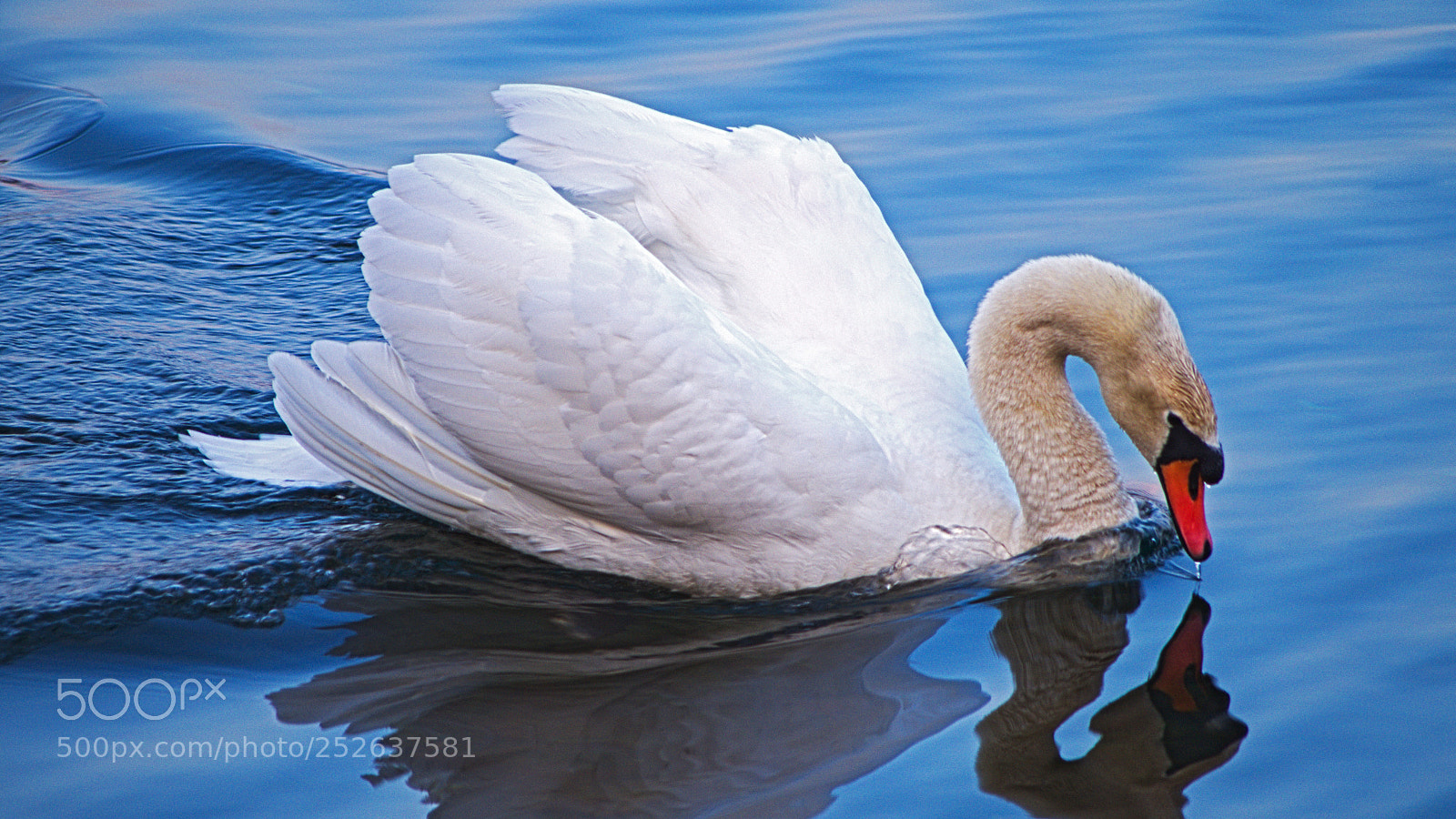 Pentax K-S2 sample photo. Swan / cigno photography