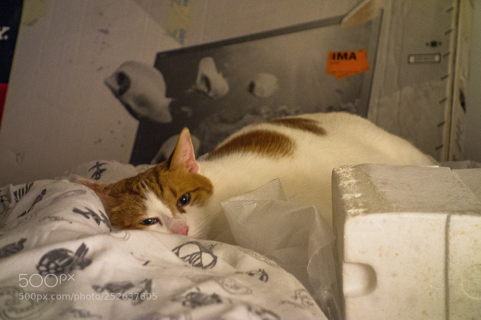 Sony Cyber-shot DSC-RX100 sample photo. Cat photography
