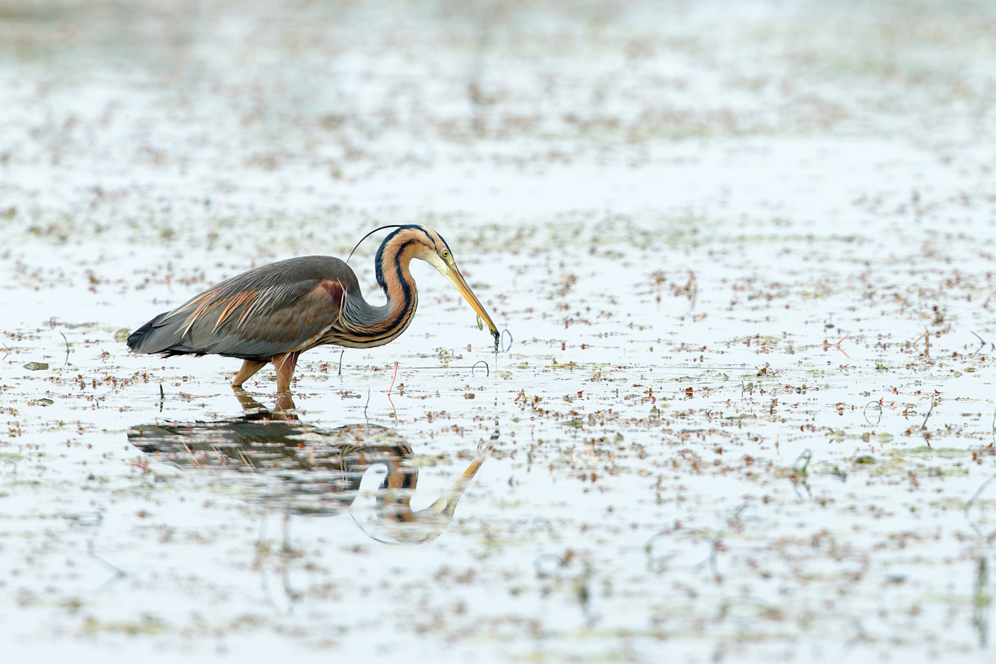 Canon EOS-1D X + Canon EF 300mm F2.8L IS II USM sample photo. Milan heron ragondin photography