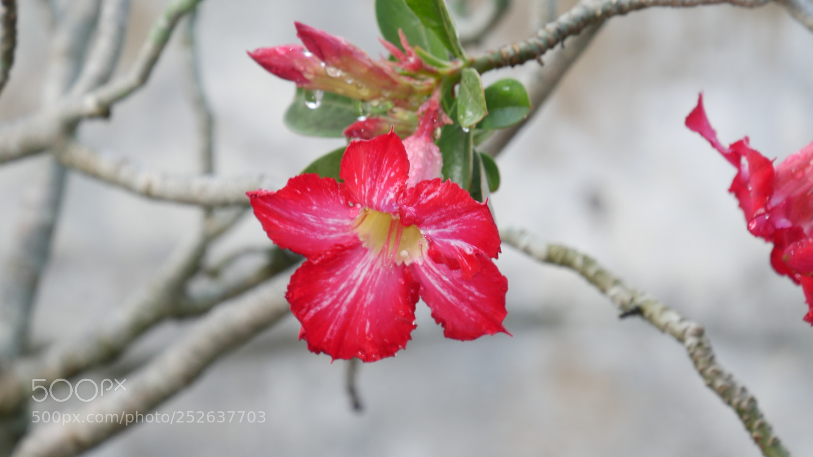 Panasonic Lumix DMC-G7 sample photo. 1030493.jpg photography