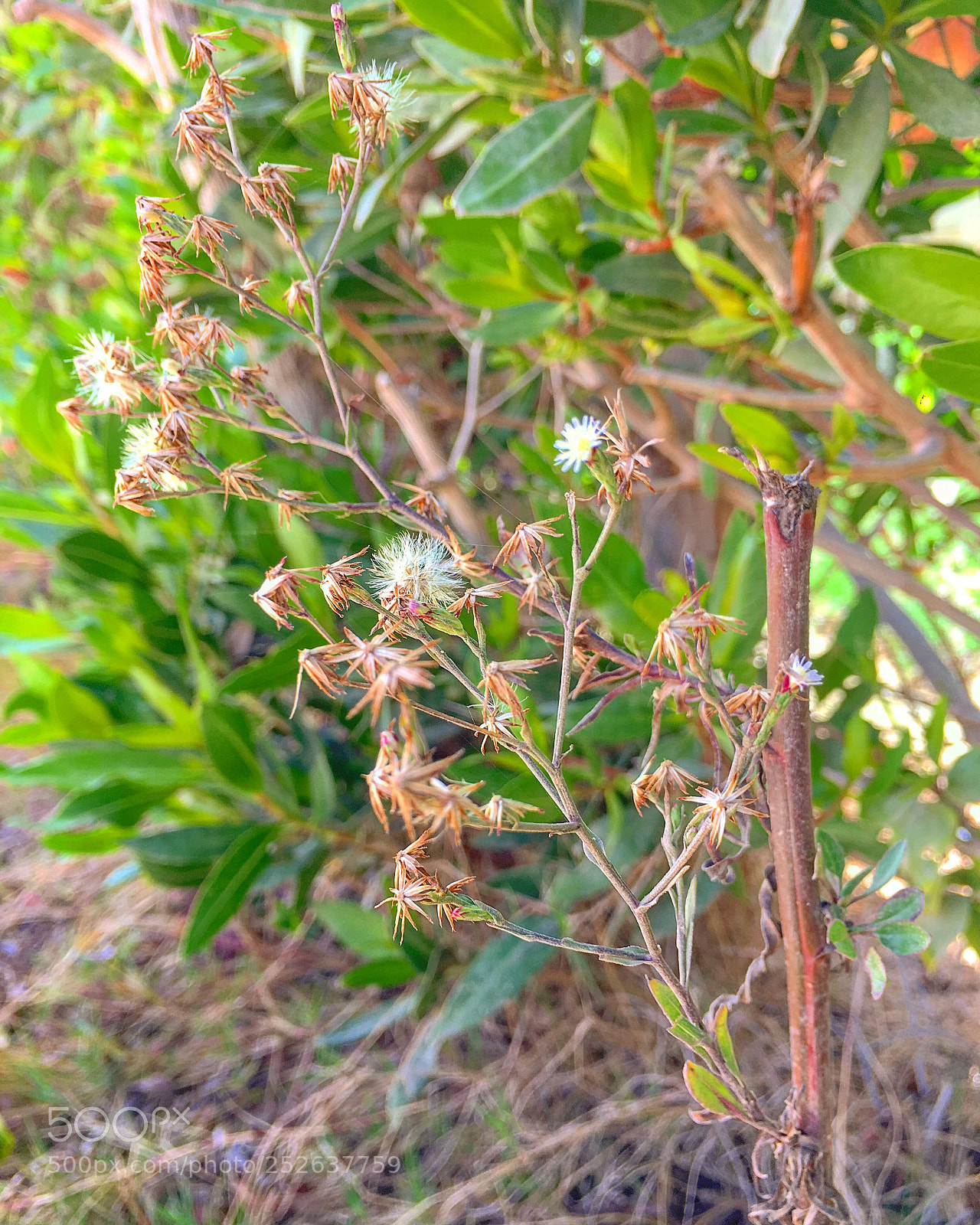 Apple iPhone 6s Plus sample photo. Untitled photography